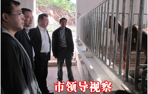 市领导亲临本公司考察项目